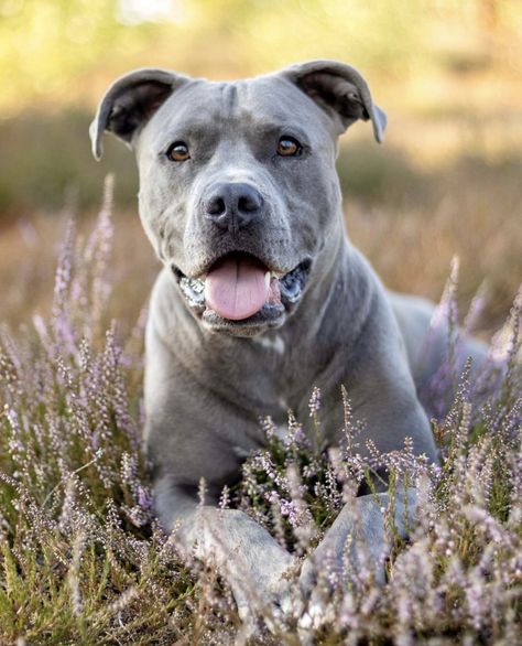 Pitbull Photoshoot, Pitbull Photography, Dog Poses, Dog Photoshoot, Animal Behavior, Brain Training, Pitbull Dog, Dog Photography, Outdoor Photography