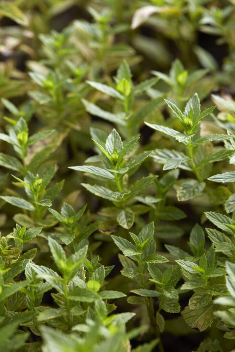 Mentha Spicata, Summer Names, Mint Garden, Leafhopper, Light Purple Flowers, Perennial Herbs, Garden Types, Powdery Mildew, Wildlife Gardening