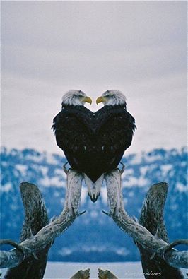 him and her heart eagle . . Heart In Nature, Eagle Pictures, American Bald Eagle, Bald Eagles, Pretty Birds, Birds Of Prey, 귀여운 동물, Love Birds, Beautiful Creatures