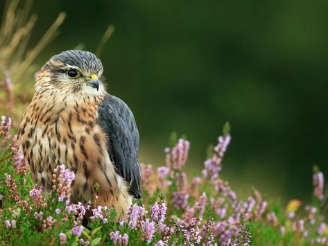 Merlin Uk Birds, Uk Wildlife, Merlin Bird, Bird Facts, Topiary Garden, Breathtaking Photography, Bird Of Prey, Animal Magic, British Wildlife