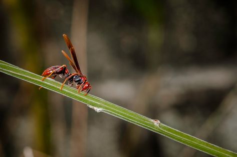 Red Wasp Sting, Wasp Trap Diy, Homemade Wasp Trap, Red Wasp, Wasp Deterrent, Red Wasps, Wasp Repellent, Wasp Trap, Wasp Traps