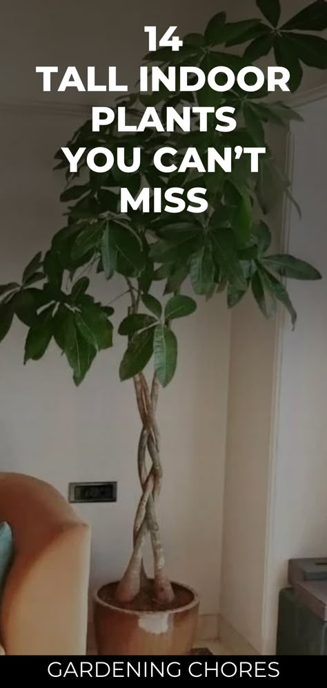 [CommissionsEarned] Revitalize Your Living Space With The Allure Of Nature!  Explore Our Curated List Of 83 Gorgeous Tall Indoor Plants That Add Both Height And Style To Your Indoor Oasis. Dive Into The World Of Green Elegance And Elevate Your Home Decor. Click To Read More On Our Blog!  #Indoorplants #Homedecor #Greenelegance #indoorplantsdecorlivingroomideas Tall Low Maintenance Plants Indoor, Trees For Office, Home Tree Plant, Living Room Tall Plant, Big Home Plants, Indoor Plant Pot Ideas Living Rooms, Best Big Indoor Plants, Tree In The Living Room, Best Tall Indoor Plants