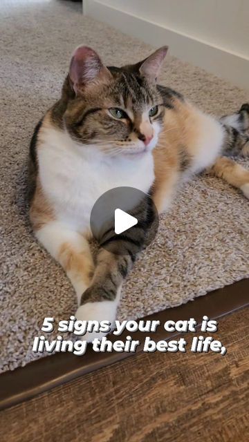 OreoAndPumpkinSpice on Instagram: "5 signs your cat is living their best life. 🌴 

#chonkycats #chonkycatsofinstagram #catlover #fyp #foryou #calicocat #catvideo #cat #catlife #petlife #hungrycat #chubbycat #reelsinstagram #cats_of_instagram #happycat #reelsvideo #happycatsofinstagram #petkit #reels #petstagram #meowstagram #funnycatsanddogs #lifewithcats #furbaby #meowed" Happy Cat Gif, Cats Meowing, Sassy Cat, Special Pictures, Funny Cats And Dogs, Pet Life, Calico Cat, April 19, Happy Cat