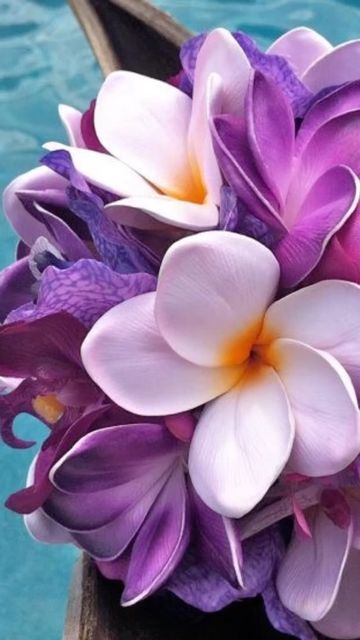 Plumeria Wallpaper, Aesthetic Water, Blossom Garden, Plumeria Flowers, Sunflower Wallpaper, Flower Therapy, Rare Flowers, Hawaiian Flowers, Tumblr Aesthetic