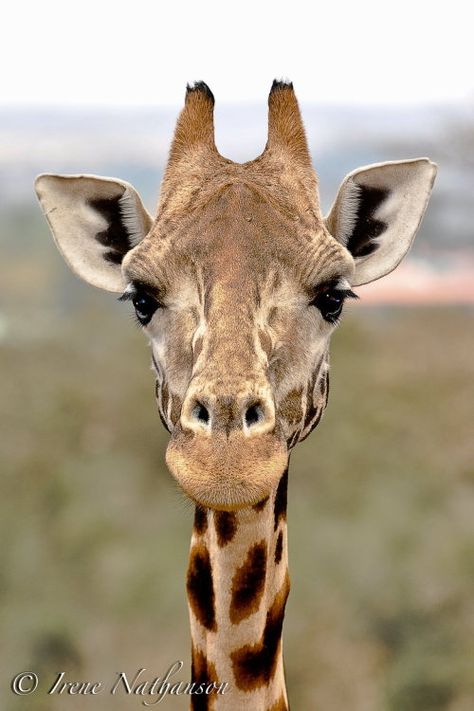 Giraffe Photography, Giraffe Portrait, Giraffe Face, Giraffe Images, Giraffe Photos, Giraffe Pictures, Steve Irwin, Giraffe Art, Face To Face