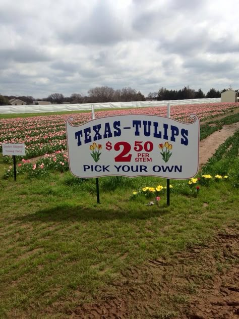 Texas tulips Texas Summer Aesthetic, Texas Tulips, Texas Vibes, Texas Aesthetic, Texas Summer, Americana Aesthetic, Spring Mood, Nothing But Flowers, Vintage Americana