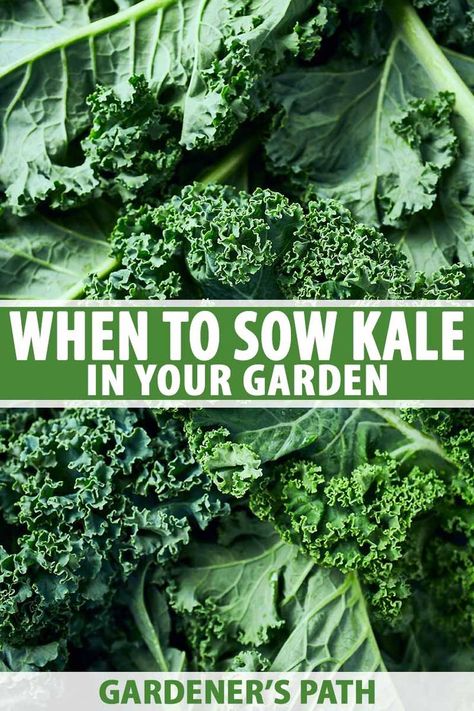 Grow Kale, When To Plant Seeds, Growing Kale, Seedlings Indoors, Beginner Gardening, Fall Gardening, Canning Vegetables, Succession Planting, Greenhouse Ideas