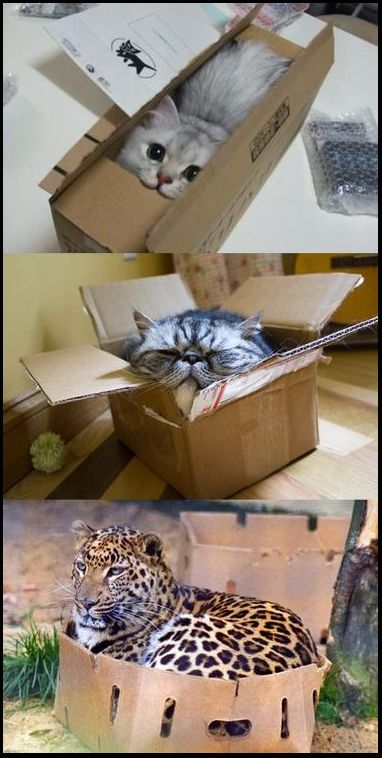 Funny Cats: If it fits, it ships? Cats In Boxes, Cats Pics, Different Pictures, Pictures Of Cats, Interesting Animals, Cat Box, Crazy Cat, Cats Meow, All About Cats