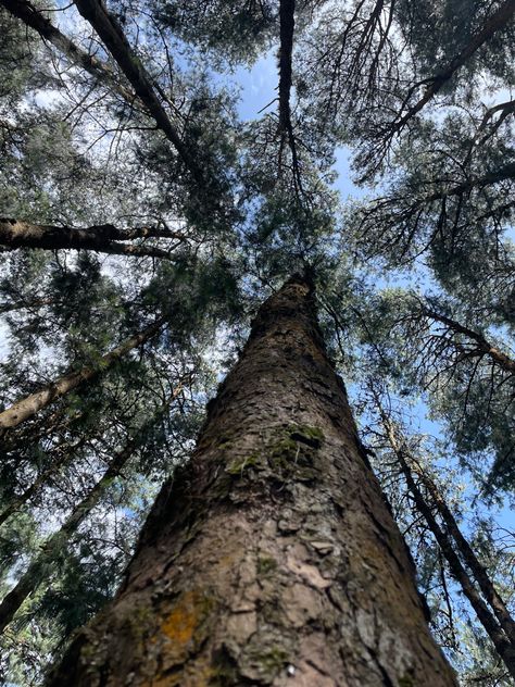 Pine trees, pine forest Pine Forest Ooty, Ooty, Pine Forest, Photo Tree, Travel Board, Pine Trees, Pine Tree, A Group, Mood Board