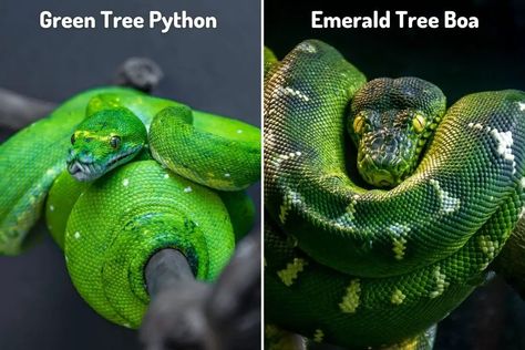 Green Tree Python, Emerald Tree Boa, Tree Python, Python Snake, Green Snake, Green Tree, Kung Fu Panda, Green Trees, Book Characters