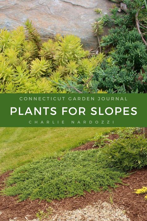 Views of slope gardens. How To Landscape A Hillside Sloped Yard, Landscaping With Boulders On A Slope, Planting Slopes, Plants For Slopes, Lawn Borders, Sloped Yard, Gardening Landscaping, Sloped Garden, Garden Journal