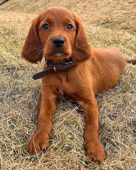 Red Coated Dog Breeds: 18 Pups With Beautiful Red Coats 1 Red Hair Dog, Harrier Dog, Medium Dog Breeds, Red Dogs, Red Coats, Most Beautiful Dog Breeds, Hyper Dog, Beautiful Dog Breeds, Dog Breeds Medium