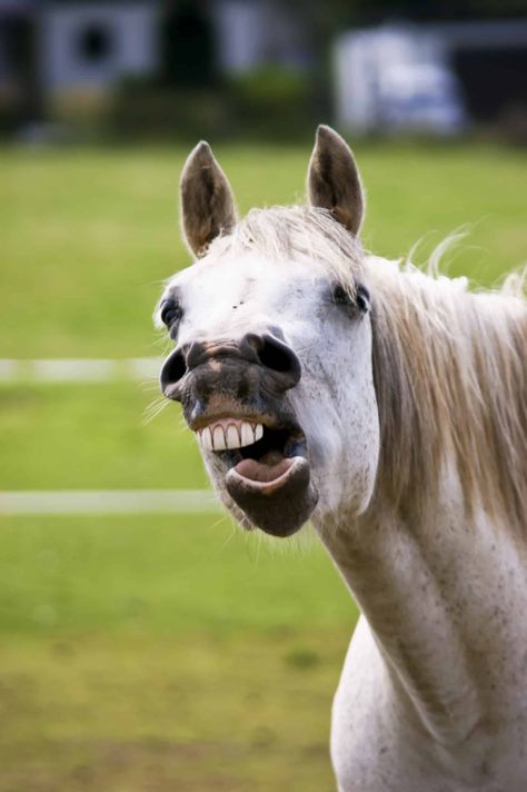 While these teeth usually don't pose a health risk to the horse, they are often removed in performance horses. Dental Terminology, Equine Acupressure, Vet Tech School, Equine Nutrition, Dental Anatomy, Wolf Teeth, Beautiful Horse Pictures, Restorative Dentistry, Horse Trainer