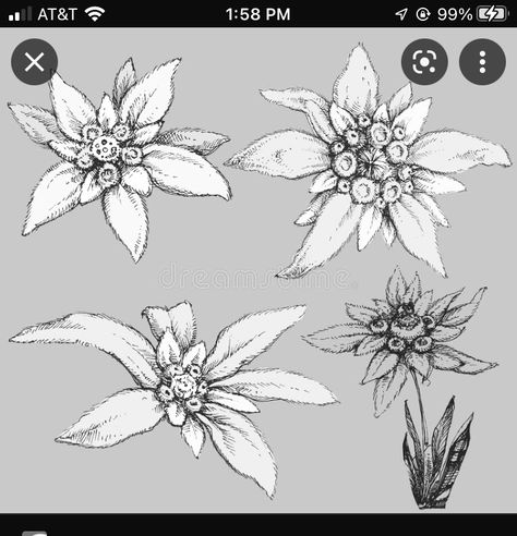 Edelweiss Tattoo Design, Mam Tattoo, Edelweiss Tattoo, Art Tutorials, Tatting, Tattoo Ideas, Tattoo Designs, Tattoos, ? Logo