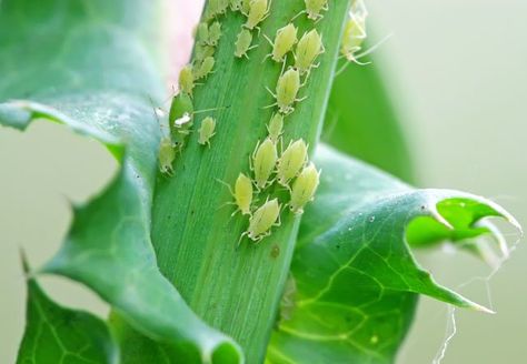 How to Get Rid of Aphids - Bob Vila Aphid Spray, Get Rid Of Aphids, Slugs In Garden, Garden Problems, Japanese Beetles, Natural Pest Control, Garden Pest Control, Organic Gardening Tips, Hobby Farms