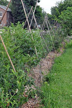 Protecting Berries from Birds: Blueberries, Raspberries, Strawberries | Gardener's Supply Blueberry Gardening, Growing Raspberries, Berry Garden, Berry Plants, Berry Bushes, Blueberry Bushes, Edible Landscaping, Gardening Supplies, Veggie Garden