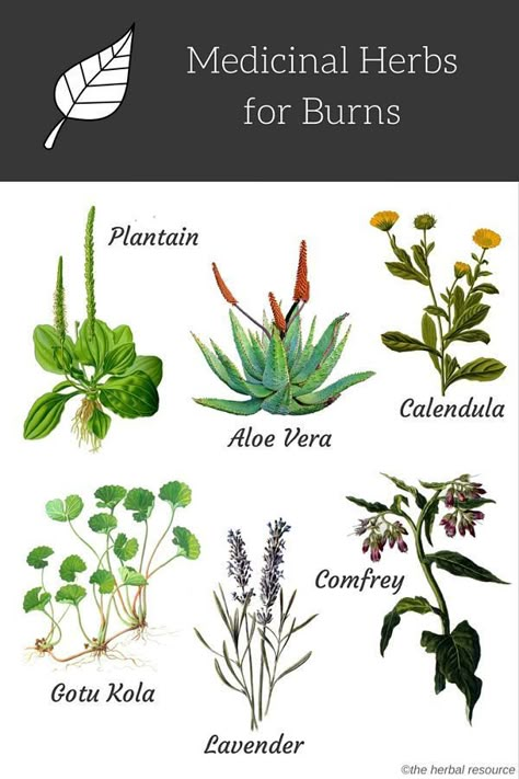 Some herbal remedies that are well known to help burns. These six plants are used in herbology for burns and include plantain, aloe Vera, calendula, gotu kola, lavender, and comfrey. Read up on these amazing herbs for the next time you get burned. Migraine Headache, Medical Herbs, Magia Das Ervas, Natural Healing Remedies, Herbal Healing, Urinary Tract, Healing Herbs, Medicinal Herbs, Natural Home Remedies