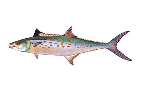 Species Profiles | NC DEQ Fish List, Spanish Mackerel, Halloween 2022, Invasive Species, Fashion Sites, Fish Art, Golden Yellow, Fish, Halloween