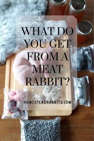 Meat Rabbits Breeds, Raising Rabbits For Meat, Rabbit Meat, Rabbit Feeding, Young Rabbit, Rabbit Farm, Meat Rabbits, Raising Farm Animals, Raising Rabbits