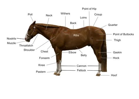 Horse Body Language, Parts Of A Horse, Wide Set Eyes, Horse Club, Healthy Horses, Body Diagram, Vet Medicine, Horse Facts, Horse Info