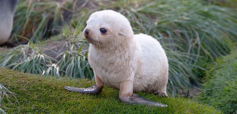 Baikal Seal, Antarctic Animals, South Georgia Island, Mantis Shrimp, Moray Eel, Fur Seal, Seal Pup, Saving The Planet, Southern Ocean