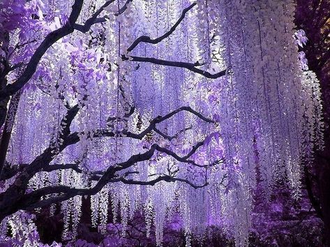 Purple Trees Aesthetic, Fae Aesthetic Purple, French Purple Aesthetic, Purple Whimsical Aesthetic, Purple Fairytale Aesthetic, Purple Wisteria Aesthetic, Alyssa Character, Fairy Purple Aesthetic, Purple Cottagecore Aesthetic