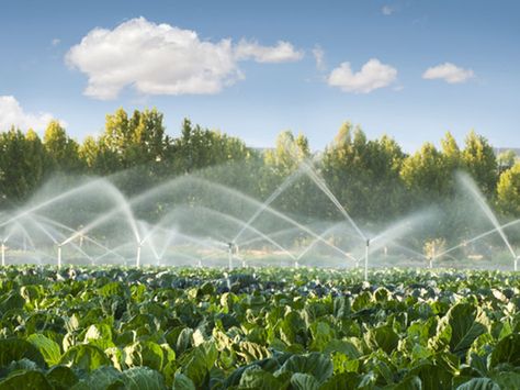 Farm Fields, Sprinkler Irrigation, Better Homes And Garden, Soil Improvement, Water Quality, Irrigation System, Drinking Water, Pollution, Bananas