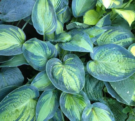 ‪Hosta From My Rideau Lakes Garden / Hosta de mon jardin ''June'‬ Lake Garden, Hosta Gardens, Hosta Plants, Colorful Plants, Garden Styles, House Plants, Lake, Plants, Green