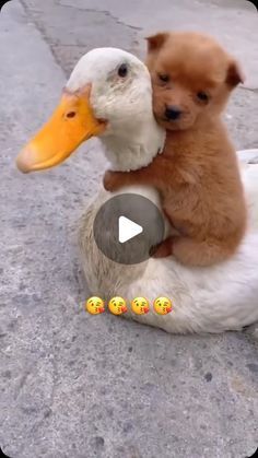 Animal Videos Cutest, Animal Funny Videos, Squirrel Repellant, Animal Videos Funny, Videos Of Animals, Unlikely Animal Friends, Animals Video, Baby Animal Videos, Funny Animals With Captions