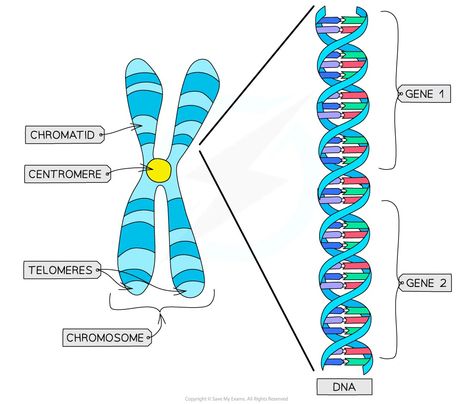 Chromosome Structure | CIE AS Biology Revision Notes 2025 | Save My Exams Chromosome Structure, Biology Revision Notes, A Level Biology Revision, Gcse Computer Science, Physics Topics, Physics Revision, Chemistry Revision, Gcse Physics, Gcse Chemistry