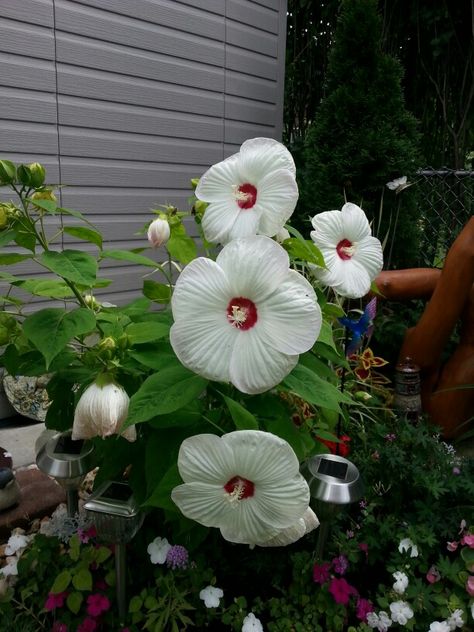 White Perennial Hibiscus Perennial Hibiscus, Pot Flowers, Tree Plan, Ideal House, Planting Pot, Raining Outside, Tropical Gardens, Blue Garden, Spring Blooms