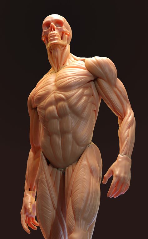 ArtStation - Anatomy study Body Muscle Anatomy, 남성 근육, Male Body Drawing, Human Muscle Anatomy, Human Anatomy For Artists, 3d Anatomy, Anatomy Practice, Artists Painting, Man Anatomy