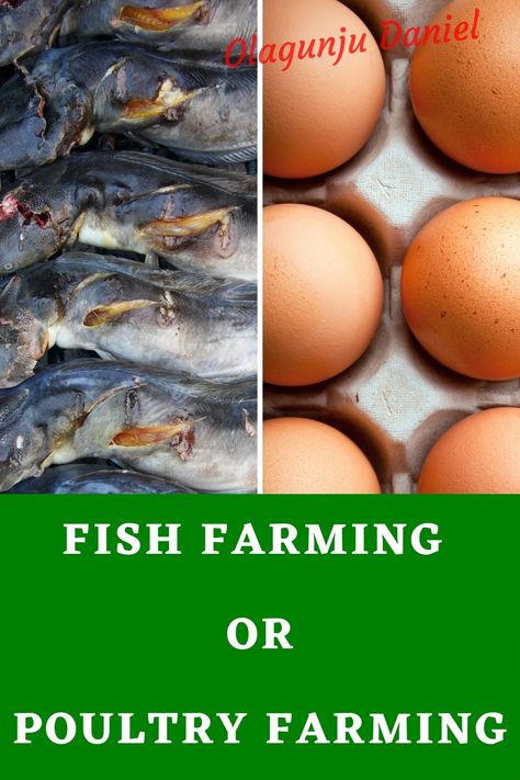 Poultry Vs Catfish, which is profitable? Which will you go into? In this video, I have highlighted 4 different parameters to consider before investing in two of the most lucrative agriculture business in Nigeria. If you are stuck and you are wondering on which business to venture into between poultry and catfish farming, then you shoulf be able to make a decision fter watching this video. #Fishfarming #Poultryfarming #Agriculturebusiness Catfish Farming, Poultry Business, Poultry Farming, Agriculture Business, Fish Hatchery, Business To Start, Fish Farm, Make A Decision, Poultry Farm