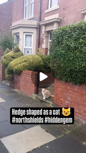 I Love North Shields on Instagram: "The quirkiest garden in North Shields, and yes… that hedge is shaped like a CAT! 😻🌳 It’s impossible not to smile every time I pass by. Who knew topiary could be this much fun? 😹🌿 #CatHedge #GardenVibes #QuirkyFinds #NorthShields #hiddengem #northeadt #unitedkingdom #catlovers #cat #catart #topiarygarden #topiary" North Shields, Topiary Garden, Like A Cat, Hedges, Cat Art, A Cat, Garden Ideas, Cat Lovers, United Kingdom