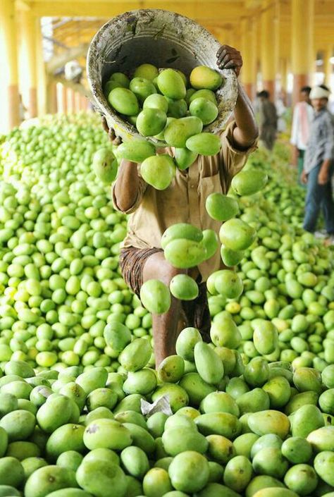 Hyderabad india Mango Farmers Mango Farm, Pakistan Culture, King Fisher, Durga Mata, Balochi Dress, Indian Colours, Fruit Market, Farm Photography, Organic Farming