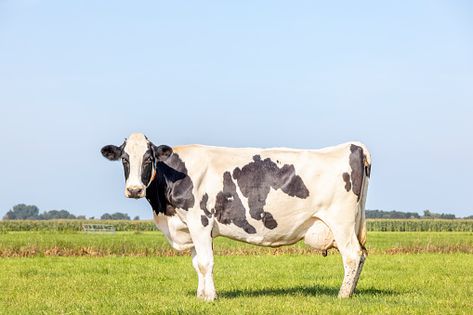 Cow Eyes, Tilt Shift Photography, Cow Photos, Time Lapse Photography, Cow Pictures, Tilt Shift, Farm Art, Black Cow, Grass Field