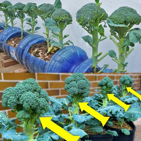 How to Grow Broccoli at Home in... - Plants and gardening How To Grow Broccoli, Grow Broccoli, Broccoli Plant, Growing Broccoli, Home Greenhouse, Grow Vegetables, Thriving Garden, Container Gardening Vegetables, Garden Tips