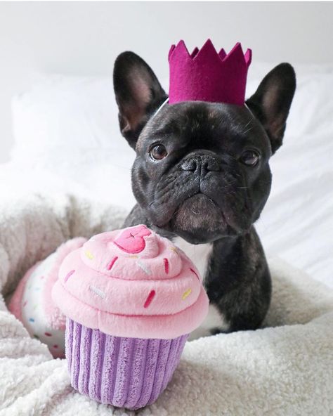 French  Bulldogs on Instagram: “Happy birthday! Tag your pics with #french_bulldogs to be featured. 📷: @jipthefrenchie” Bulldog Happy Birthday, Happy Birthday French Bulldog, Funny Frenchies, Bulldog Birthday, Fruit Bats, Toy Bulldog, Birthday Tag, Bulldog French, Bulldog Pics