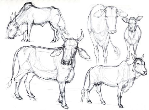 animal reference photos for artists | Art Kimistry: Animal Drawings - From Reference Cow Drawing Reference, Animal Reference Photos, Colour Markers, Head Studies, Cow Sketch, Female Cow, Basic Sketching, Sleeping Drawing, Buffalo Animal