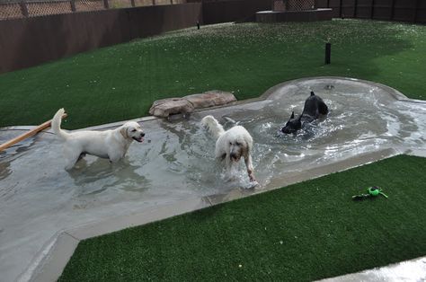 dog pool, maybe not this big but its a great idea, then they will stay out of ours Dog Pools, Pool Diy, Sulcata Tortoise, Dog Hotel, Dog Yard, Dog Playground, Dog Pool, Pet Resort, Pet Hotel