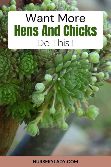 Want more hens and chicks? Discover easy propagation techniques to grow your succulent collection! Learn how to use offsets, leaf cuttings, and seeds to expand your garden. Get tips on creating the ideal conditions for new growth and ensuring healthy, vibrant plants. Perfect for succulent enthusiasts looking to multiply their collection effortlessly! Hen And Chicks, Succulent Collection, Succulent Seeds, Growing Succulents, Succulent Care, Low Maintenance Garden, Outdoor Accents, Hens And Chicks, New Growth