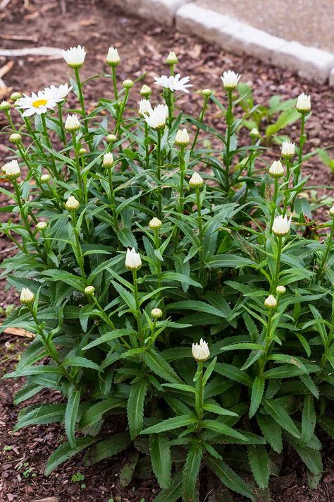 When and How to Prune Shasta Daisies | Gardener’s Path Shasta Daisy Care, Shasta Daisy Companion Plants, Shasta Daisy Landscaping, Garden Winter Prep, Types Of Daisies, Pruning Plants, Garden Winter, Shasta Daisy, Shasta Daisies