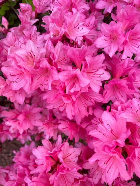 Azaleas Garden, Azalea Flower, Pink Azaleas, Flower Iphone Wallpaper, Floral Photography, Beautiful Blooms, Pink Aesthetic, Beautiful Artwork, Spring Flowers