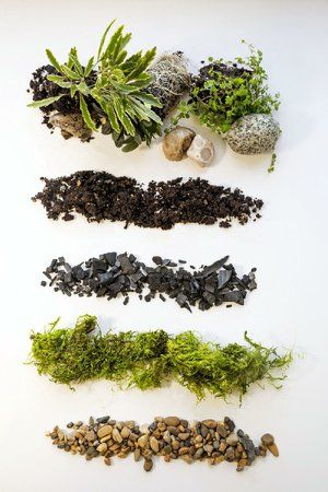 Contained delights: Create an indoor haven of green with easily constructed terrarium Terrarium Layers How To Make, Terrarium Layers, Succulent Plants Indoor, Terrarium Soil, Glass Jar Diy, John Sykes, Grounding Shoes, Terrariums Diy, Mini Forest