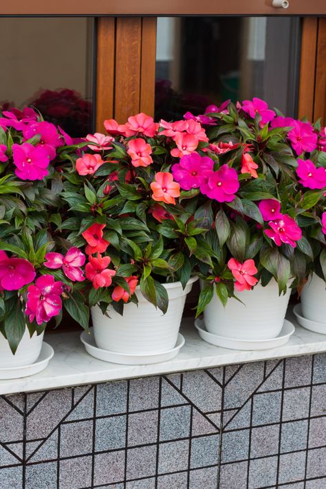 Are Impatiens Perennials or Annuals? - The Slowestuff Blog Impatience Flowers, Impatients Flowers, Impatiens Flowers, Backyard Projects, Small Containers, The Question, Perennials, Garden Ideas, Flower Pots