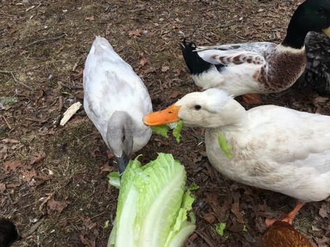 Quack Shack, Duck Ponds, Sebastopol Geese, Duck Pen, Duck Food, Duck Feed, Duck Ideas, Ducks And Chickens, Duck Breeds