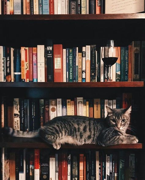 Cat In Library, Cat On Bookshelf, Cat With Books, Cats With Books, The Forgotten Garden, Vintage Bookstore, Books And Cats, Cats Books, Cutee Animals