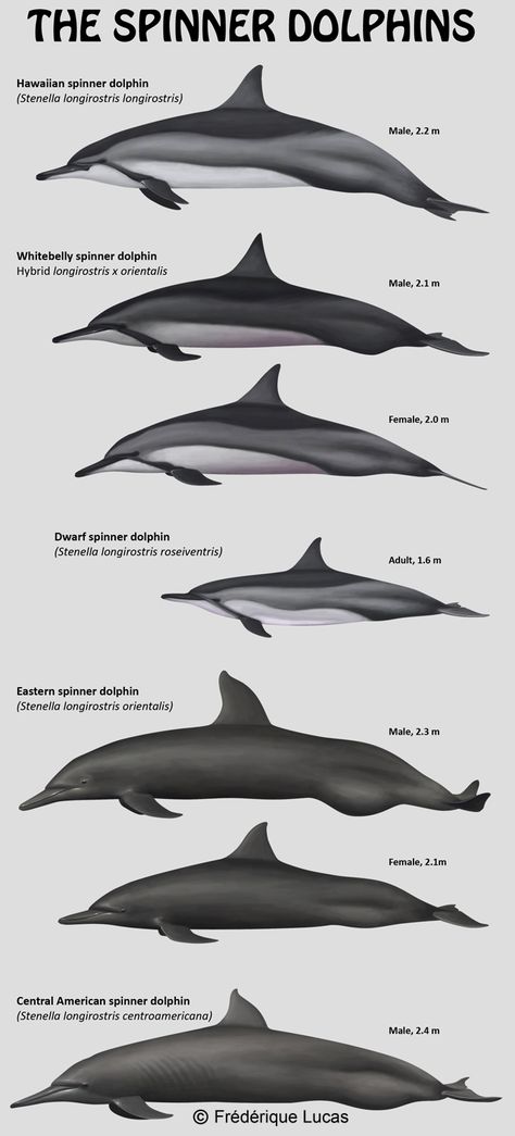 Whale Images, Animal Biology, Ocean Mammals, Dolphin Facts, English Names, It Photos, River Dolphin, Marine Wildlife, Ocean Unit