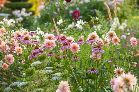 This desirable and long-lasting summer border is fairly easy to replicate and includes lovely ingredients. Valued for their soft pink blossoms, Dahlias are beautifully leaping up out of a froth of pure white Ammi visnaga (Toothpick Weed) and gloriously team up with the cheerful blossoms of Echinacea purpurea (Coneflower) and Cosmos. Beautiful Garden Ideas, Garden Scapes, Dahlias Garden, Fragrant Plant, Echinacea Purpurea, Mediterranean Garden, Traditional Garden, Plant Combinations, Pink Blossom