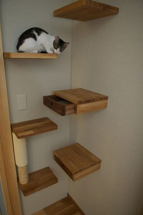 Cats love to climb on shelves and furniture. So it would be nice if you could find a corner where you could put up some shelves where your cat could sit and have fun. And while you do that you might as well take full advantage of that space and hide some drawers into the shelves. You can store your cat’s toys in there or even valuables.: Diy Cat Shelves, Katt Diy, Cat Shelf, Cat Wall Shelves, Cat Towers, Cat Shelves, Small Space Diy, Cat Trees, Cat Things